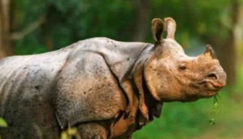 Chitwan National Park Tour-3 Days